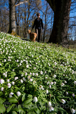 BB 15 0061 / Anemone nemorosa / Hvitveis